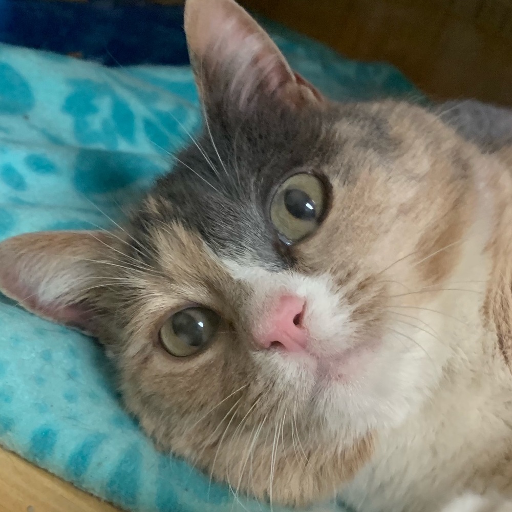 Meet your Posher, Elle.